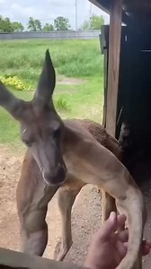 We love our Kangaroos!...🇦🇺 #comevisit #kangaroo #oz #downunder #wildlife | AUSTRALIA-The Land Down-Under