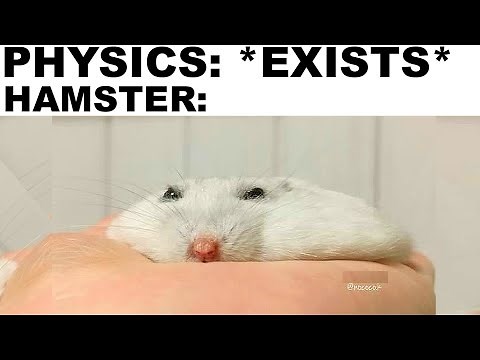 HAMSTER MEMES