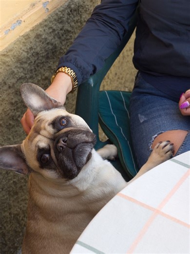 6 Pet-Friendly Cafes Across India