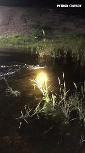 This Alligator was not having it today | Python Cowboy Hunts