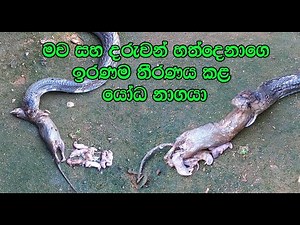 The giant cobra that swallowed eight rats