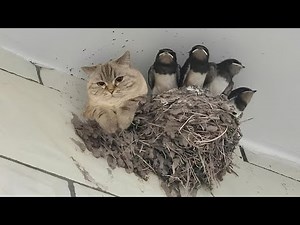 Nature Said ‘No Rules’ and the Cat Agreed #Video