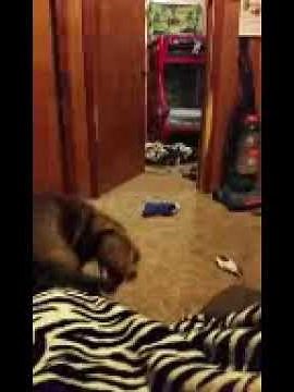 Dog chasing his tail