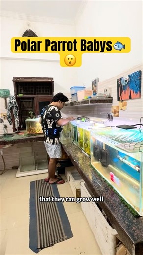 🔴Polar Parrot Baby’s😮🐟 #shorts#fish#aquarium#tips#tank#viral#aquarium#bettafish#polarparrot