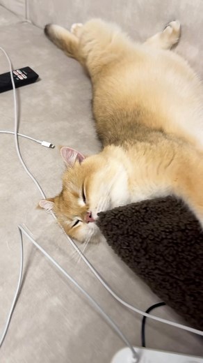 25K views · 495 reactions | Mögen das eure Katzen? #katze #katzen #katzenliebe | sinascolorcats | Facebook