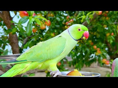 Talking Ringneck & Alexandrine Parrots Eating Juicy Nectarines 🍑 (So Satisfying!)