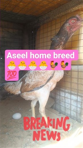 #aseel #youtube #pets #music #murga #shorts #short #video #birds #dog #dance #india #ipl‪@yrf‬#l