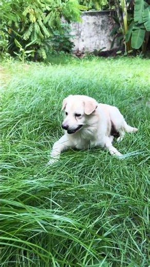 Cute puppy playing in the grass 🥰🐶 #dogs #puppy #goldenretreiver #shorts