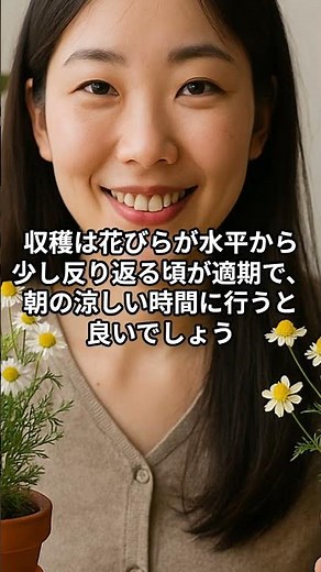 ベランダでできるカモミール栽培 香りとリラックス効果を暮らしに取り入れる方法 #家庭菜園