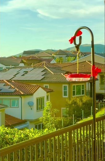 Hummingbird Feeder Drama! Sudden Dive Caught on Camera