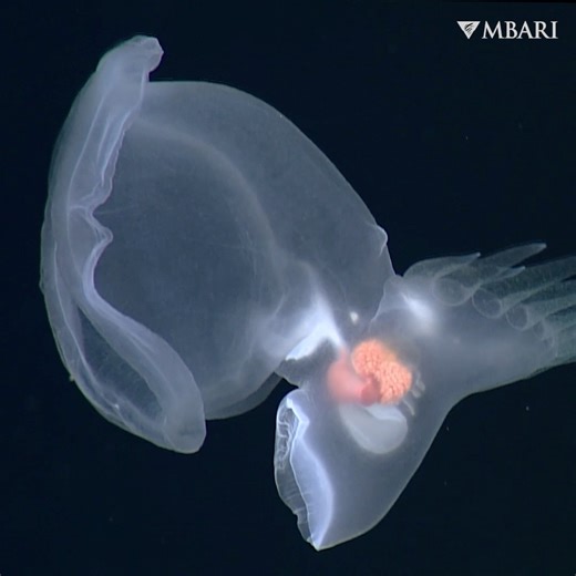New species just entered the chat! 🌊 MBARI researchers discovered a remarkable new swimming sea slug in the deep sea. Bathydevius caudactylus swims slowly through the midnight zone, an expansive environment of open water 1,000 to 4,000 meters (3,300 to 13,100 feet) below the surface. Most nudibranchs we know of live on the seafloor. They are common in coastal environments, including tide pools, kelp forests, and coral reefs. A small number of species are known to live on the abyssal seafloor. A
