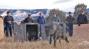 Wolves Make a Controversial Return to Colorado