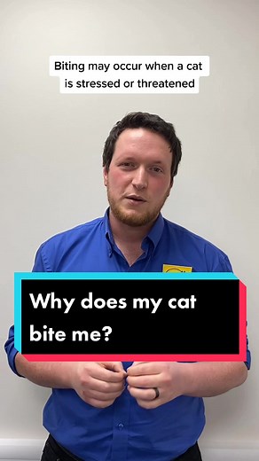 Understanding Cat Behavior: Why Does My Cat Bite Me?
