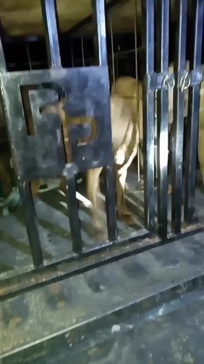 Charlie Springer (@charlie.springer)’s videos with In Between - Treaty Oak Revival