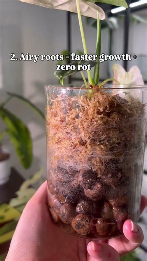 LECA + Moss Setup Explained 🌱 No More Root Rot. #shorts