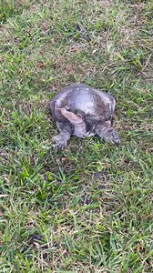 3.2M views · 10K reactions | Shitake is a patient at the Georgia Sea Turtle Center in Jekyll Island, Georgia. Shitake is a soft shell turtle who was hit and injured by a car. The Georgia Sea Turtle Center is making possible for Shitake to be released soon. This wonderful organization helps more than just sea turtles. We can’t wait to tell you more about them tomorrow and all weekend!! | 2 Traveling Dogs | Facebook