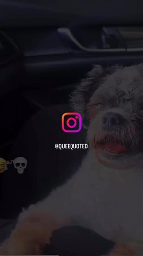 This damn dog is fried rice 🍚 😂😩 | RAW Talent Entertainment LLC