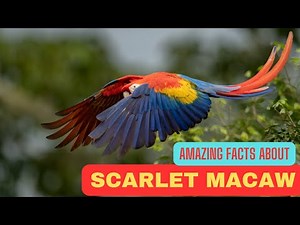 Amazing Facts about Scarlet Macaw
