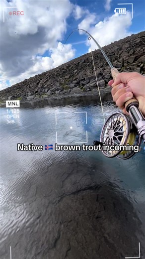 Far far up in the ⛰️ there is a small river that holds some gorgeous brown trouts! 🎣 #iceland#trout#fishing#adventurevibes