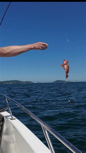 楽しいジギングと鯛カブラで伊勢湾で釣れる魚を釣りまくるよ