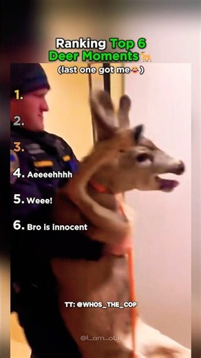 Ranking Top 6 Funniest Deer Moments That Made You LOL!