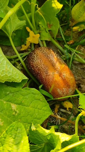 cucumbar cutting skills #fyp #foryoupage #foryou