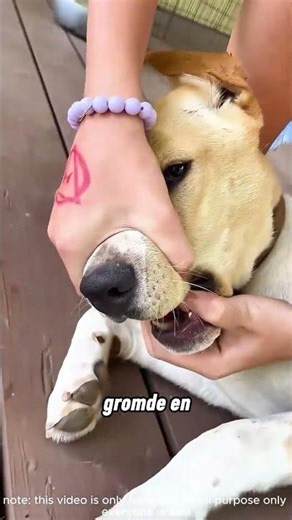 Dogs love cicadas 😭