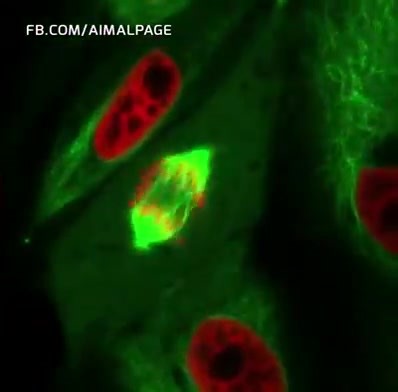 la division cellulaire | Biologies médicales