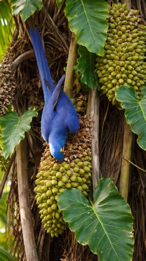 What makes the hyacinth macaw unique among parrots