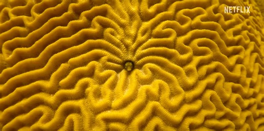 Official Trailer for 'Our Oceans' Nature Doc Series Narrated by Obama | FirstShowing.net