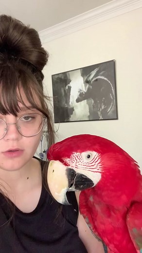 The comments on the first video calling her the “anti-apollo” had my crying laughing. #macaw #macaws #parrot #parrots #fyp #foryou #youpage #foryoupage #fypt #foryoupagethis #animal #animals