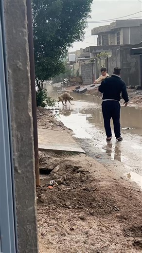 ‎مازن عبد خضير‎ on Instagram‎: "مو عركة ضيم"‎