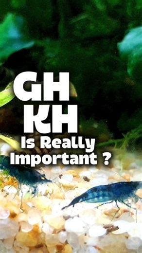 Is GH & KH really matter?🤔 #shrimphatchery #fblifestyle #shrimptank #shrimpkeeping #aquariumhobby #neocaridinashrimp #aquarium #neocaridina | Shrimp Hatchery
