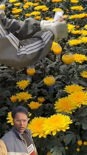 This Simple Trick Protects Sunflowers From Insects 😱🌻 #Shorts