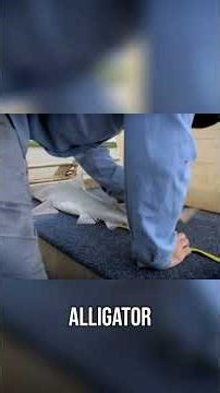 Speartooth Shark Hunt in Crocodile Waters