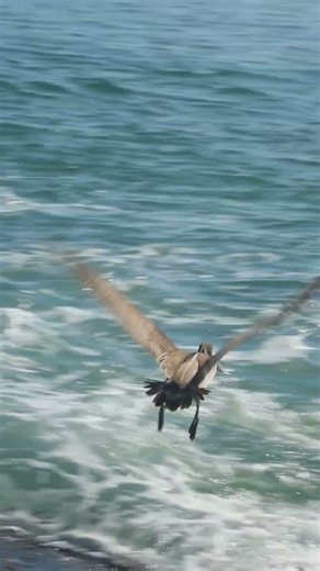 Young brown pelican taking off at Packery Channel Jetty