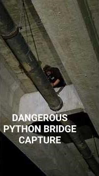 MOST DANGEROUS CLIMB OF MY LIFE! #python #snake #wildlife #puertorico #nature #shorts #climbing