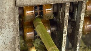 Processing of a raw sugar cane. Sugar production.