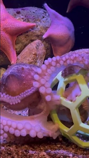 Octopus solving a puzzle
