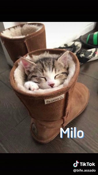 Ideias de Nomes para Gatos Machos: Escolha o Melhor Nome para o seu Gatinho!