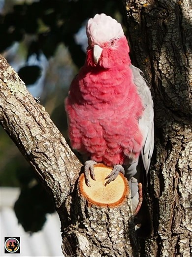 Peaceful Galah in the Sun 🌸🦜