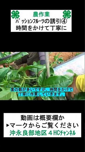 【大改善】パッションフルーツの誘引作業④