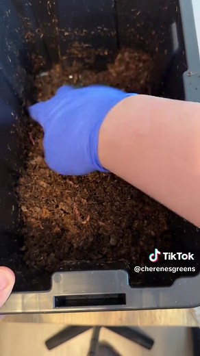 Beginner's Guide to Worm Farming: Easy DIY Setup