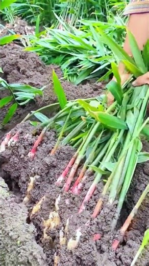 aura petani! teknik cerdas panen jahe dengan mudah #farming #agriculture #shorts