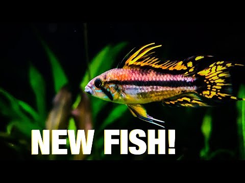 Apistogramma in Planted Tank