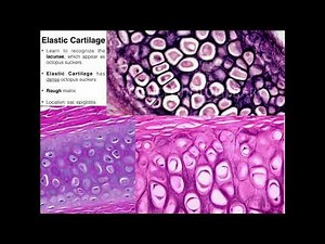 A&P I Lab | Exercise 4 Part 2: Connective Tissues