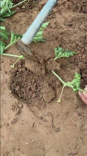 Complete Watermelon Seedling Transplant Process: From Digging to Planting