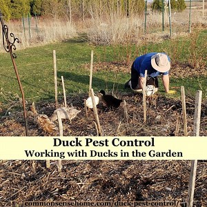 Duck Pest Control - Working with Ducks in the Garden