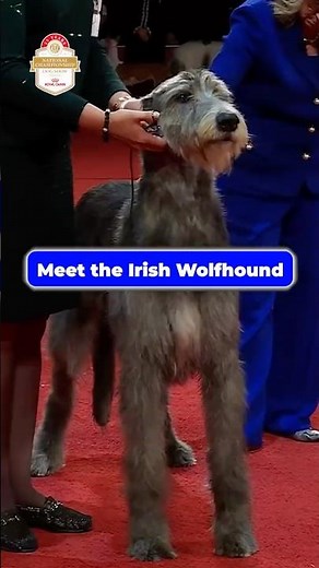 Meet the Irish Wolfhound