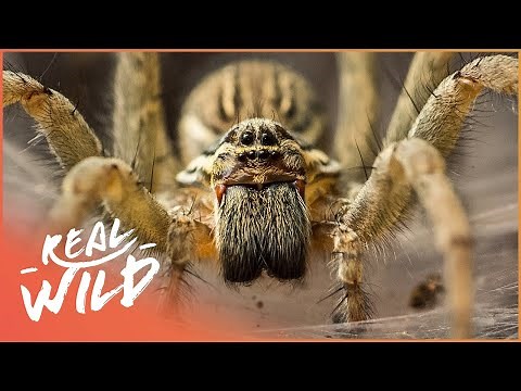 The World's Strangest Creatures | Amazing Animals